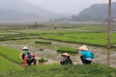 25-Planting rice